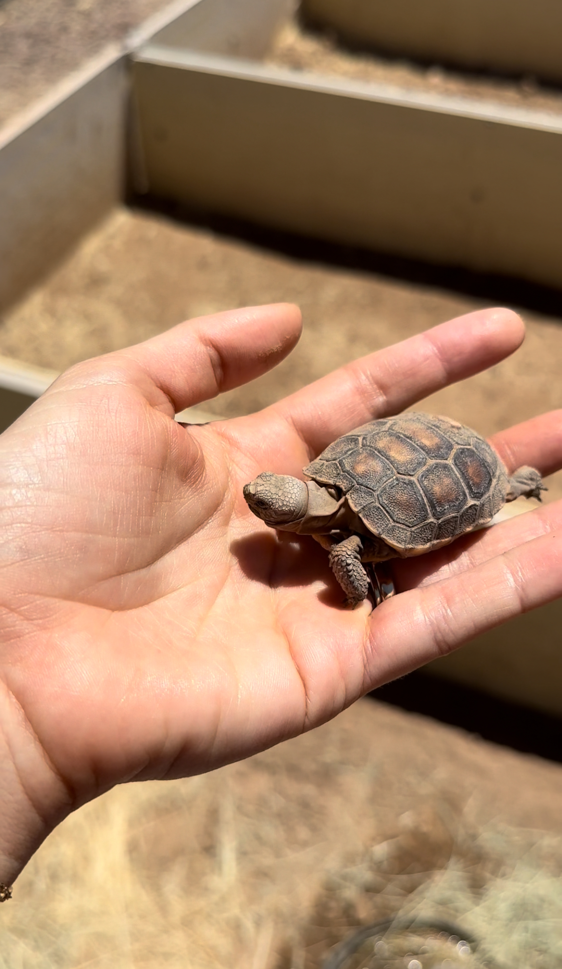 This Woman Has Become True Besties With A Sonoran Desert Tortoise She Recently Adopted