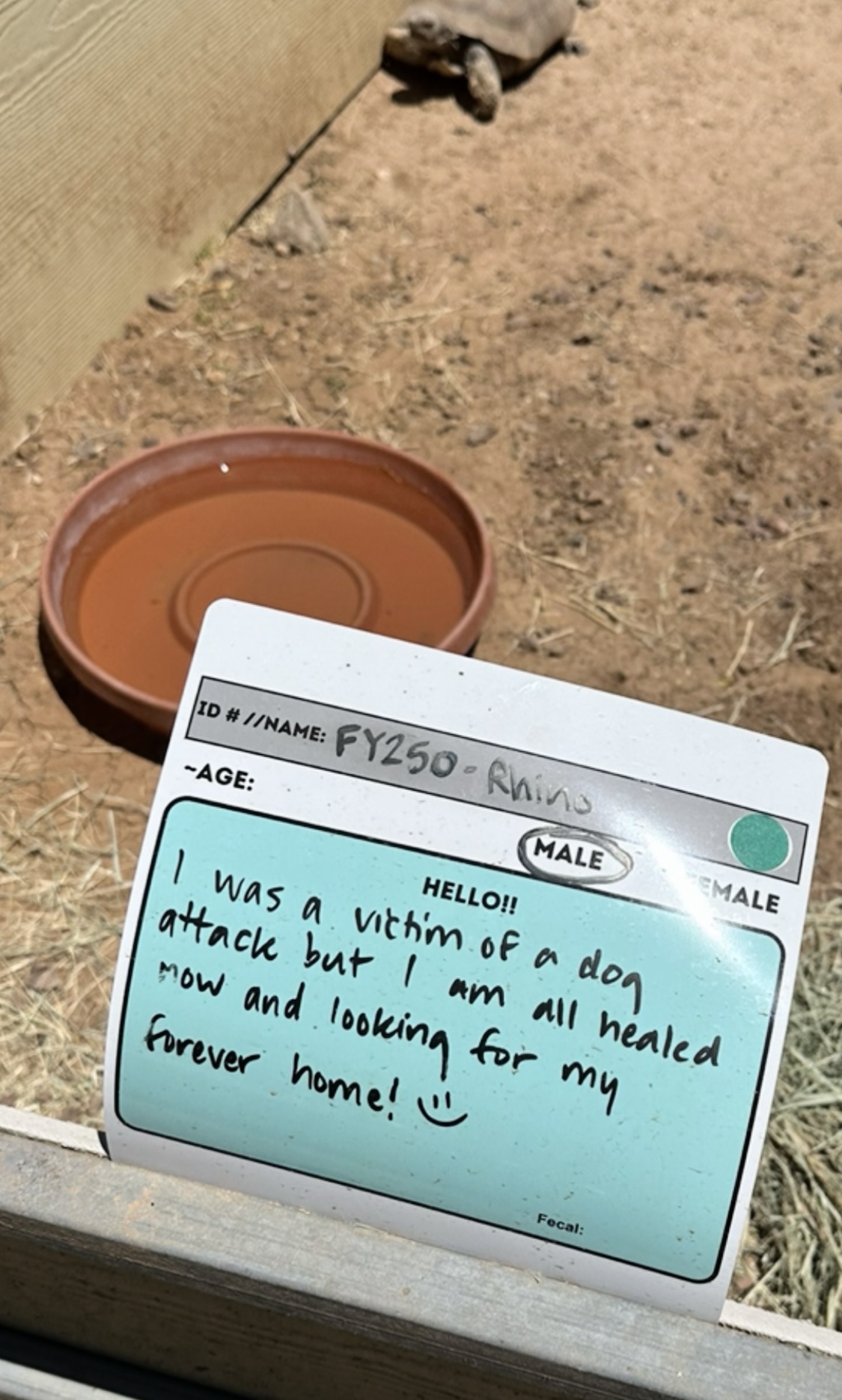 This Woman Has Become True Besties With A Sonoran Desert Tortoise She Recently Adopted