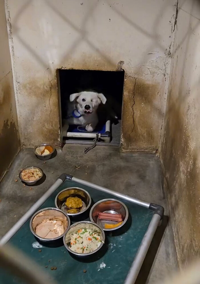 Meet Spinach - One-Eyed Dog Who Refused To Give Up And Finally Was Adopted By A Loving Family