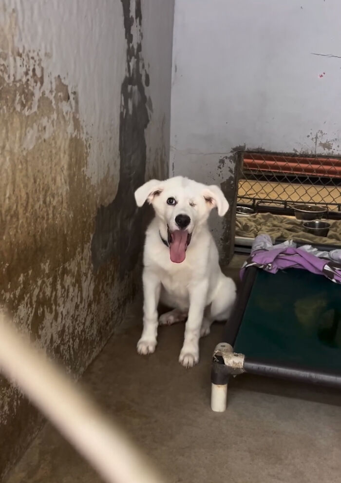 Meet Spinach - One-Eyed Dog Who Refused To Give Up And Finally Was Adopted By A Loving Family