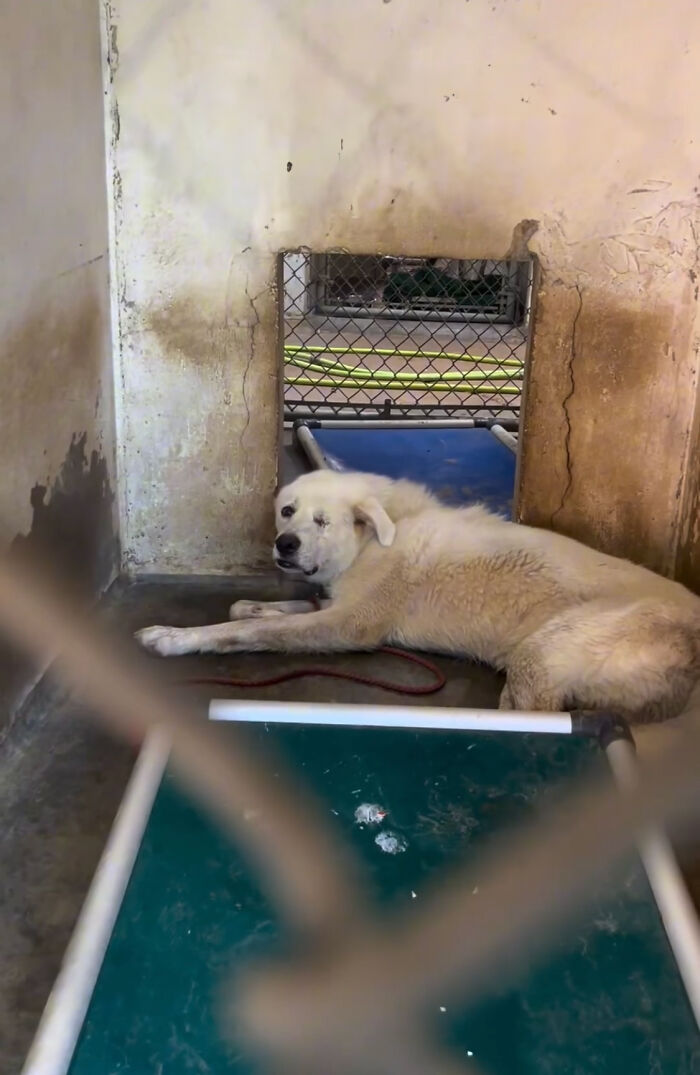 Meet Spinach - One-Eyed Dog Who Refused To Give Up And Finally Was Adopted By A Loving Family