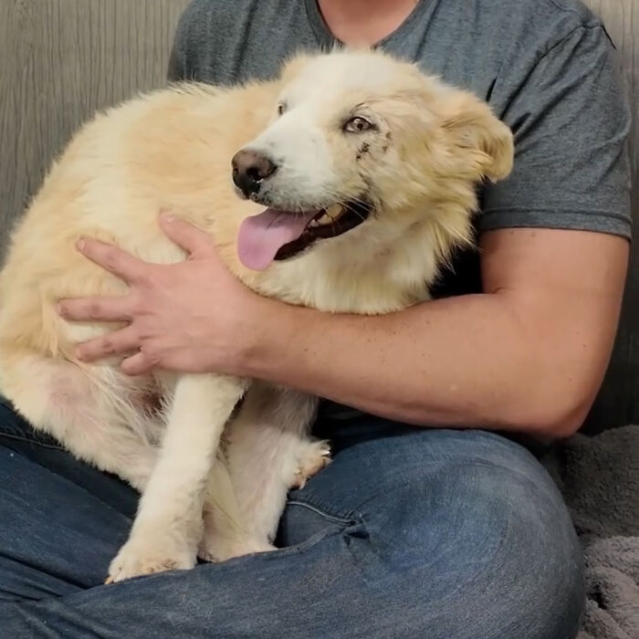 Video About Shelter Pup Getting Cuddles For The First Time Is Melting Hearts All Over The Internet