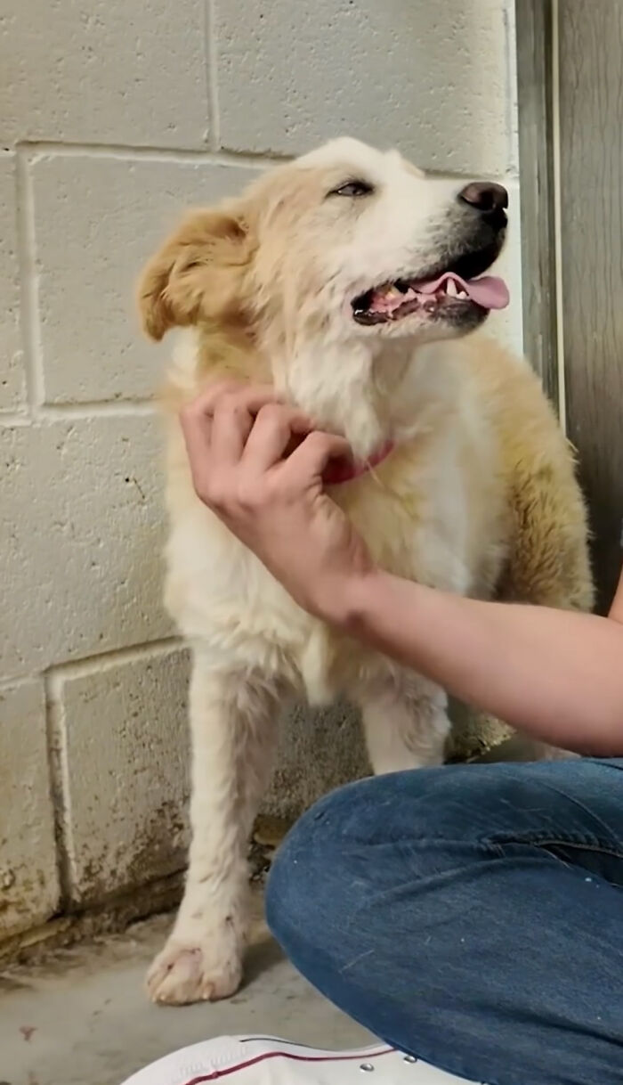 Video About Shelter Pup Getting Cuddles For The First Time Is Melting Hearts All Over The Internet