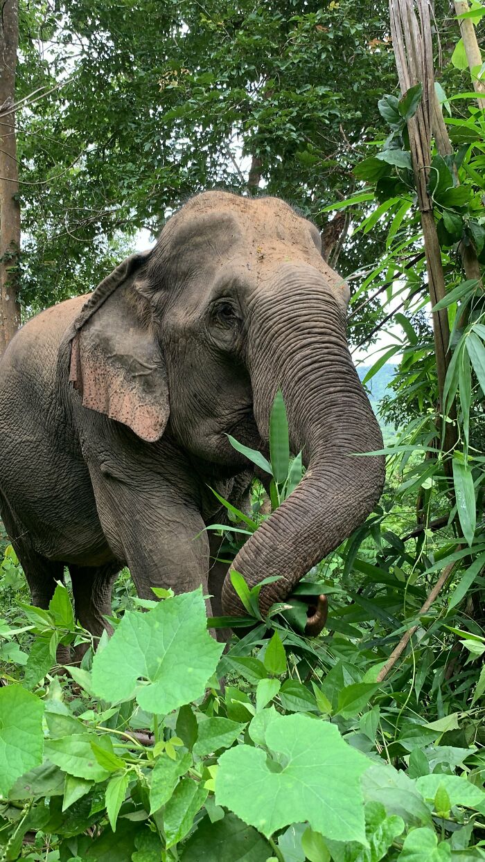 Mare Noi, An Elephant That Endured Cruelty For 41 Years, Is Finally Free Of Her Chains
