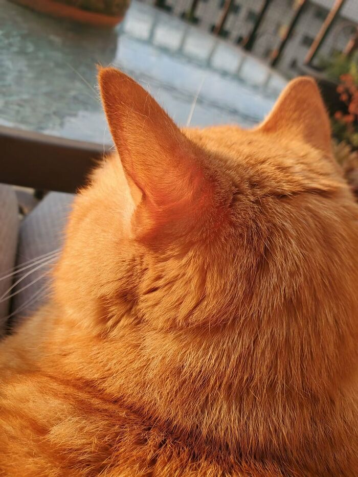 Shining Orange Cat