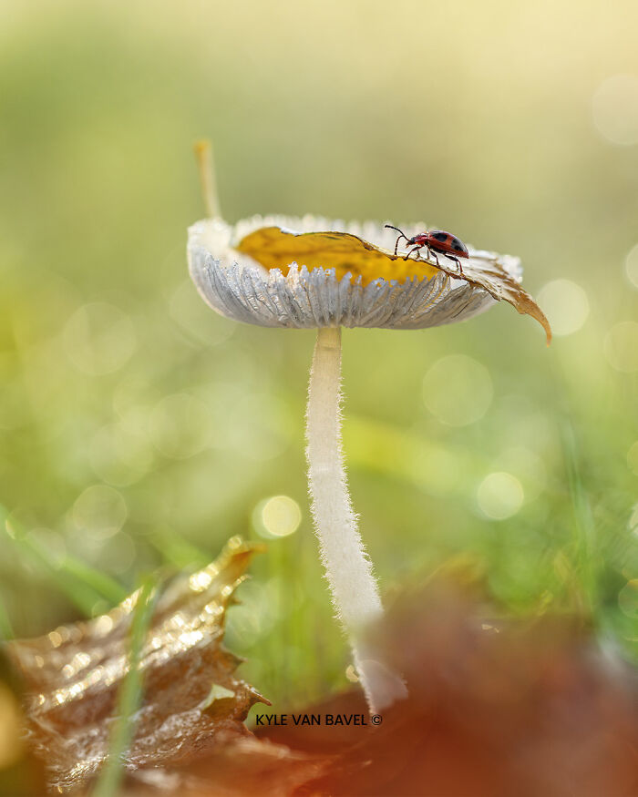 Tiny Visitor On A Tiny Mushroom
