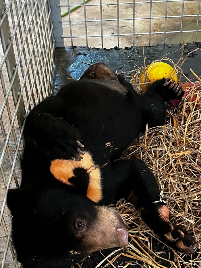 We Rescued A Sun Bear And A Moon Bear Cub In One Day We Rescued A Sun Bear And A Moon Bear Cub In One Day