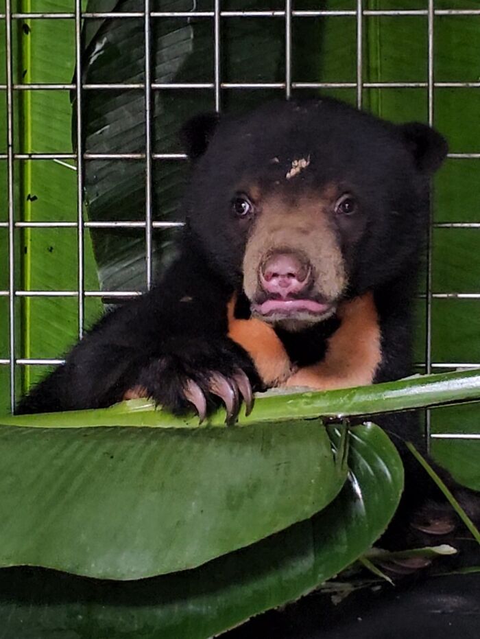 We Rescued A Sun Bear And A Moon Bear Cub In One Day We Rescued A Sun Bear And A Moon Bear Cub In One Day