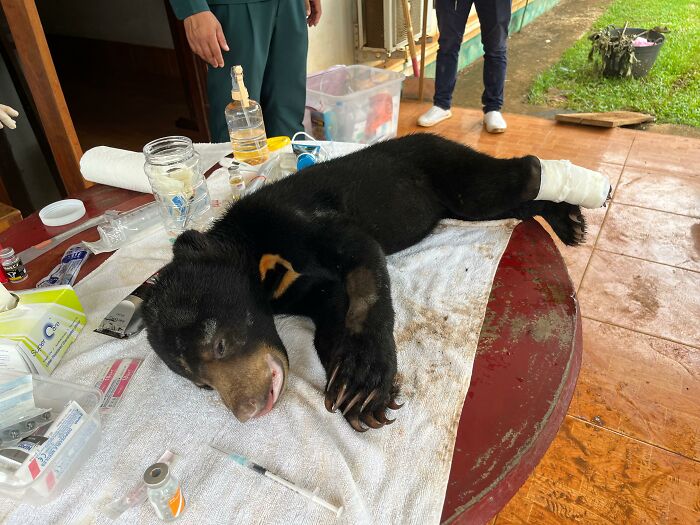 We Rescued A Sun Bear And A Moon Bear Cub In One Day We Rescued A Sun Bear And A Moon Bear Cub In One Day