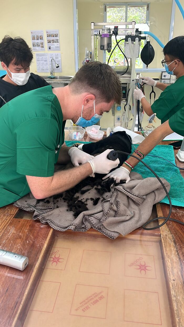 We Rescued A Sun Bear And A Moon Bear Cub In One Day We Rescued A Sun Bear And A Moon Bear Cub In One Day