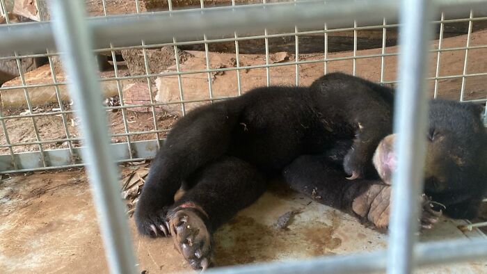 We Rescued A Sun Bear And A Moon Bear Cub In One Day We Rescued A Sun Bear And A Moon Bear Cub In One Day