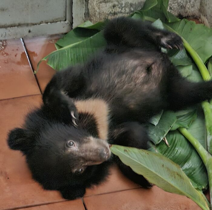 We Rescued A Sun Bear And A Moon Bear Cub In One Day We Rescued A Sun Bear And A Moon Bear Cub In One Day