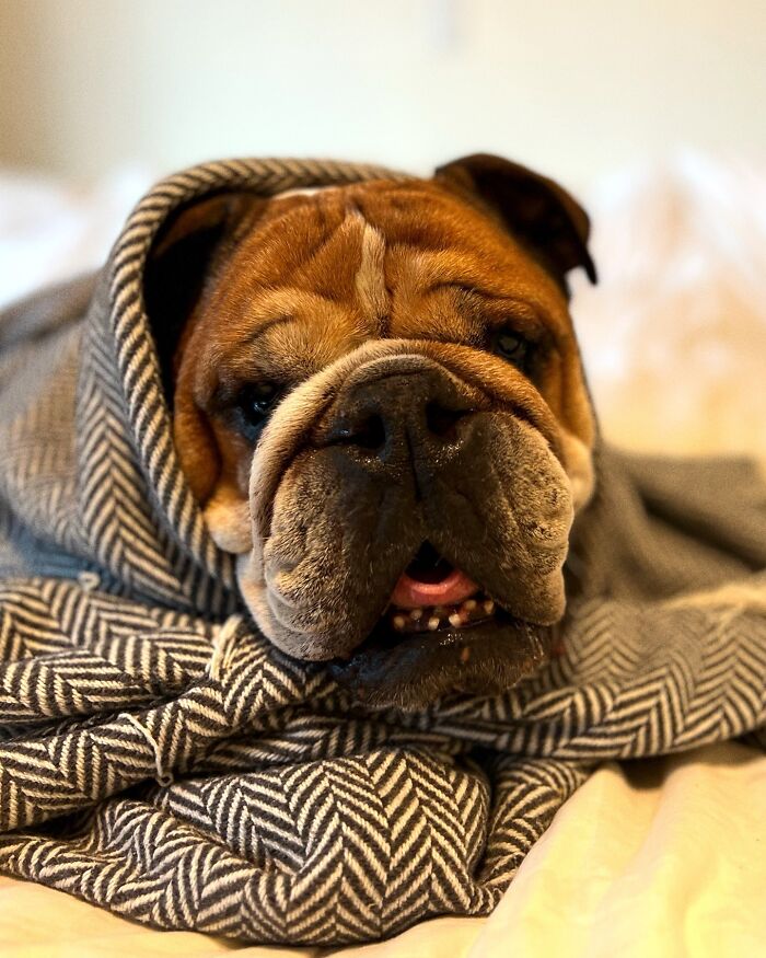 Lewis Hamilton Slammed For Putting Dog On Plant-Based Diet: “Put A Steak In Front Of Him” Lewis Hamilton Slammed For Putting Dog On Plant-Based Diet: “Put A Steak In Front Of Him”