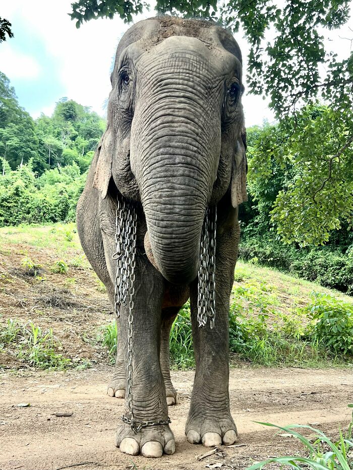 Mare Noi, An Elephant That Endured Cruelty For 41 Years, Is Finally Free Of Her Chains