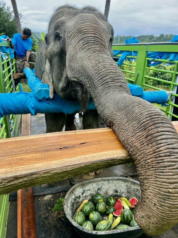 Mare Noi, An Elephant That Endured Cruelty For 41 Years, Is Finally Free Of Her Chains