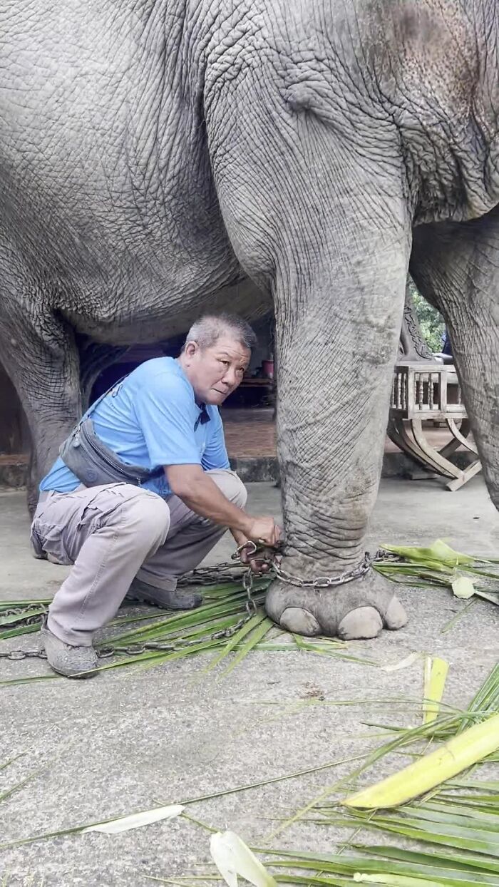 Mare Noi, An Elephant That Endured Cruelty For 41 Years, Is Finally Free Of Her Chains
