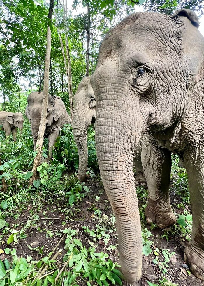 Mare Noi, An Elephant That Endured Cruelty For 41 Years, Is Finally Free Of Her Chains