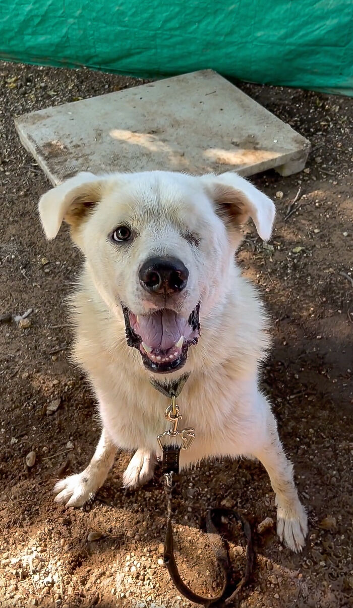 Meet Spinach - One-Eyed Dog Who Refused To Give Up And Finally Was Adopted By A Loving Family