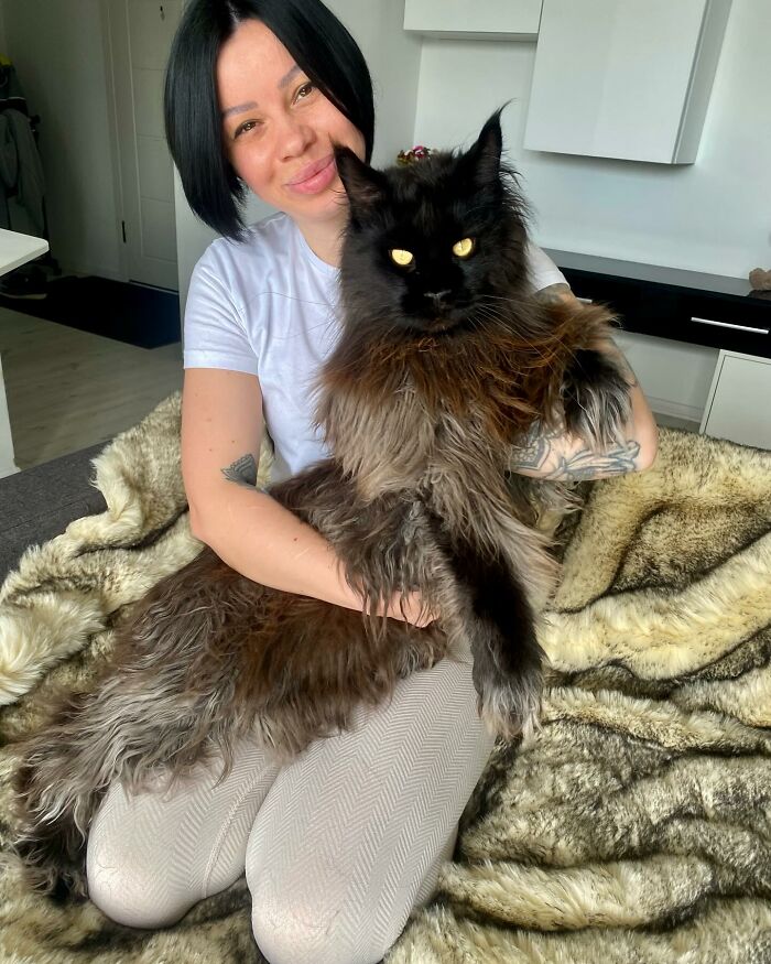 This Giant Cat Amazes People On The Internet As He Can Reach The Countertop Like It's No Big Deal