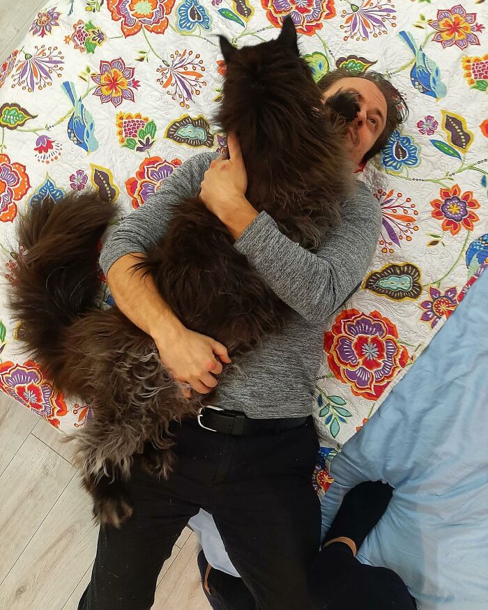 This Giant Cat Amazes People On The Internet As He Can Reach The Countertop Like It's No Big Deal