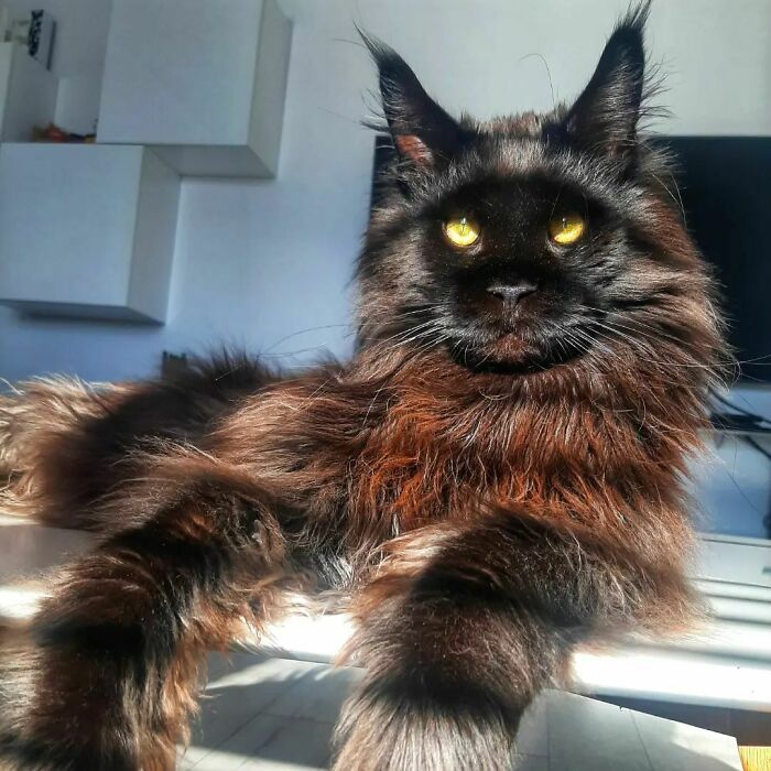 This Giant Cat Amazes People On The Internet As He Can Reach The Countertop Like It's No Big Deal