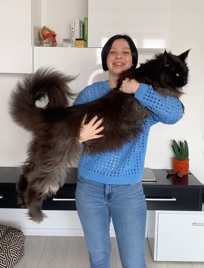 This Giant Cat Amazes People On The Internet As He Can Reach The Countertop Like It's No Big Deal