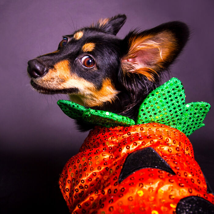 Colorful Pawtraits Of Dogs That I Took (13 Pics)