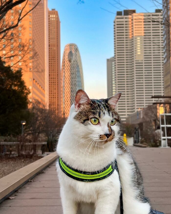 Owner Takes His 2 Cats On His Travels Around Japan And Their Instagram Is Purrfect (New Pics)