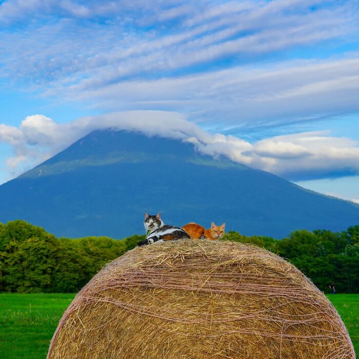 Owner Takes His 2 Cats On His Travels Around Japan And Their Instagram Is Purrfect (New Pics)