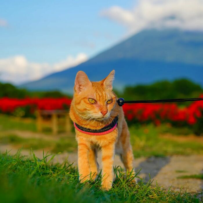 Owner Takes His 2 Cats On His Travels Around Japan And Their Instagram Is Purrfect (New Pics)