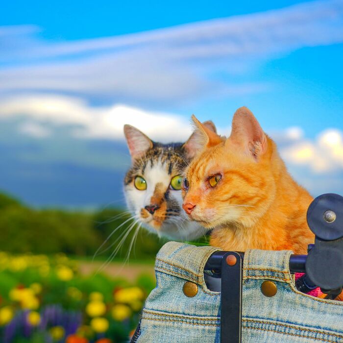 Owner Takes His 2 Cats On His Travels Around Japan And Their Instagram Is Purrfect (New Pics)