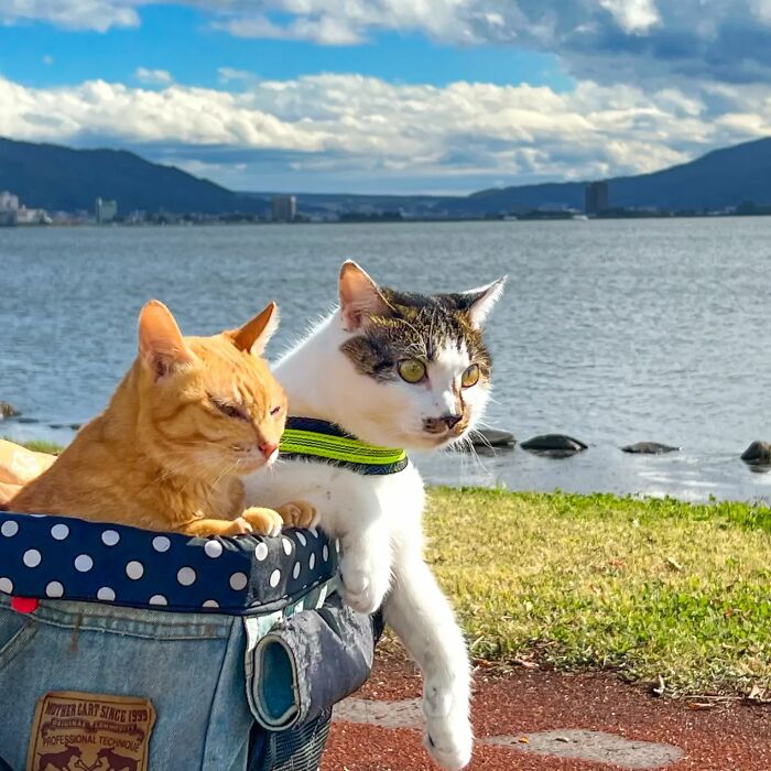 Owner Takes His 2 Cats On His Travels Around Japan And Their Instagram Is Purrfect (New Pics)