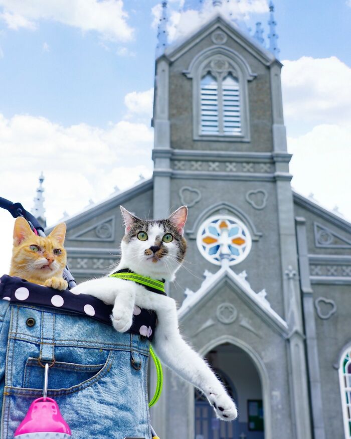 Owner Takes His 2 Cats On His Travels Around Japan And Their Instagram Is Purrfect (New Pics)