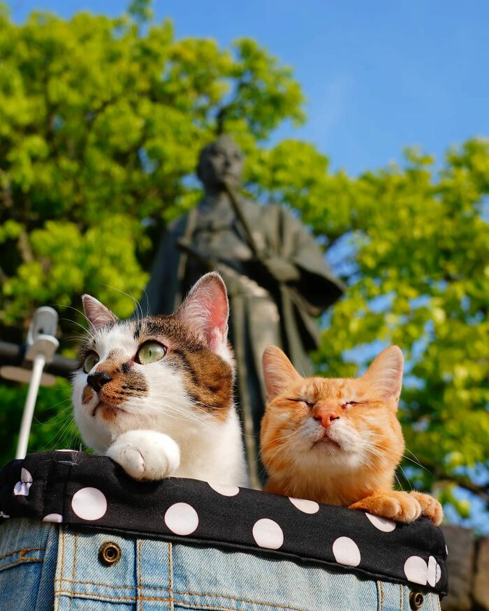 Owner Takes His 2 Cats On His Travels Around Japan And Their Instagram Is Purrfect (New Pics)