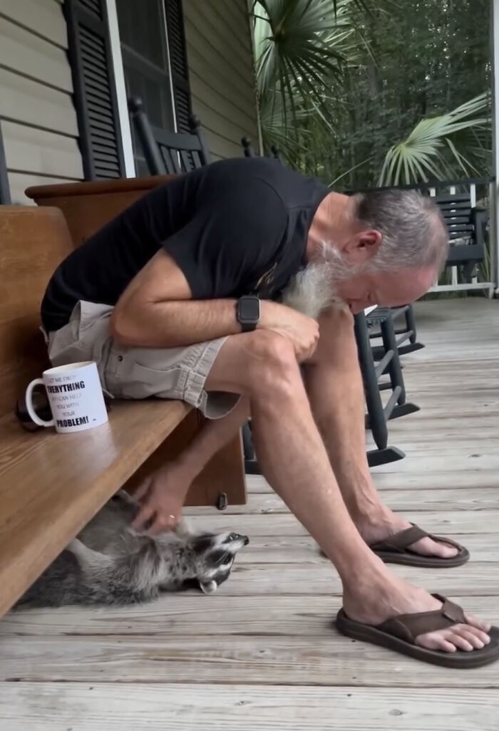 If You’re Having A Tough Day, Biscuits The Raccoon May Just Bring Your Smile Back If You’re Having A Tough Day, Biscuits The Raccoon May Just Bring Your Smile Back