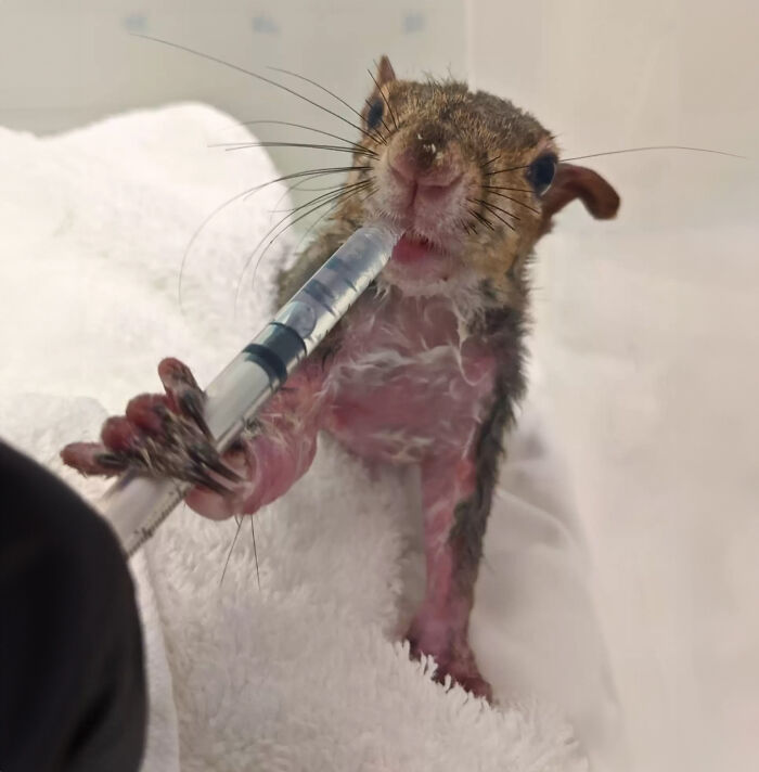 Little Squirrel Jumps Into Foam, Luckily Construction Worker Finds It Before It Turns To Concrete