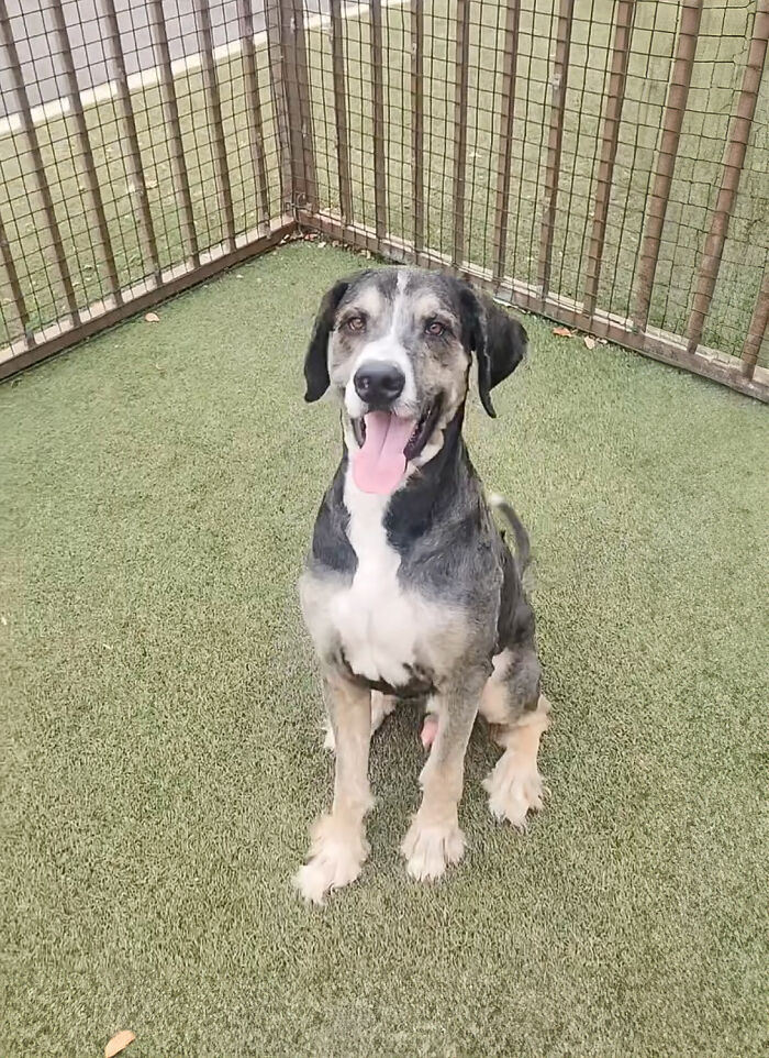 Neighbors Teamed Up To Save A Giant, Abandoned Dog And Then Gave Him A Stunning Makeover Neighbors Teamed Up To Save A Giant, Abandoned Dog And Then Gave Him A Stunning Makeover