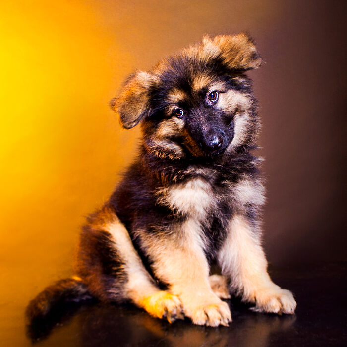 Colorful Pawtraits Of Dogs That I Took (13 Pics)