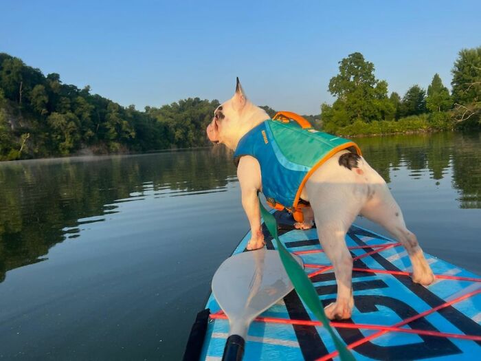 Rebellious Pup Who Failed 3 Adoption Attempts Finds His Perfect Match And Becomes Local Celebrity Rebellious Pup Who Failed 3 Adoption Attempts Finds His Perfect Match And Becomes Local Celebrity