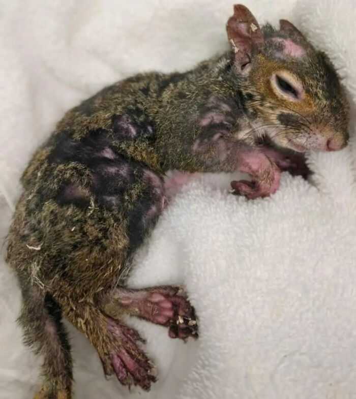 Little Squirrel Jumps Into Foam, Luckily Construction Worker Finds It Before It Turns To Concrete