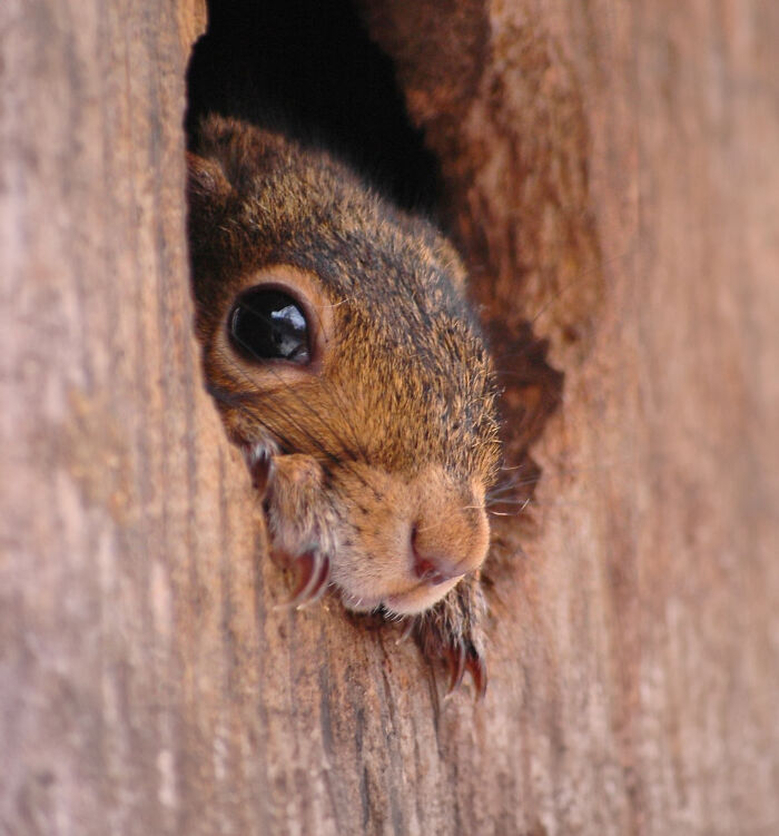 Little Squirrel Jumps Into Foam, Luckily Construction Worker Finds It Before It Turns To Concrete