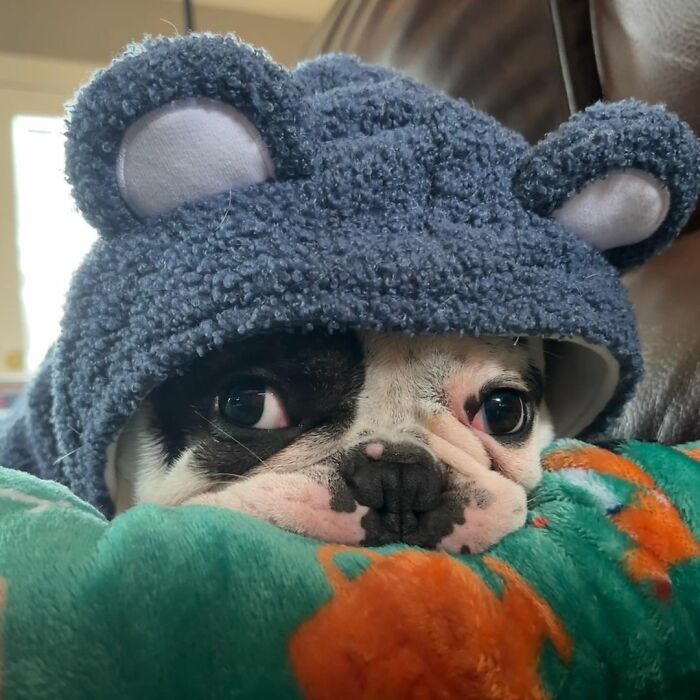 Rebellious Pup Who Failed 3 Adoption Attempts Finds His Perfect Match And Becomes Local Celebrity Rebellious Pup Who Failed 3 Adoption Attempts Finds His Perfect Match And Becomes Local Celebrity