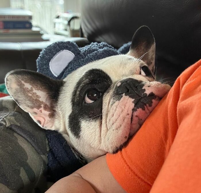 Rebellious Pup Who Failed 3 Adoption Attempts Finds His Perfect Match And Becomes Local Celebrity Rebellious Pup Who Failed 3 Adoption Attempts Finds His Perfect Match And Becomes Local Celebrity