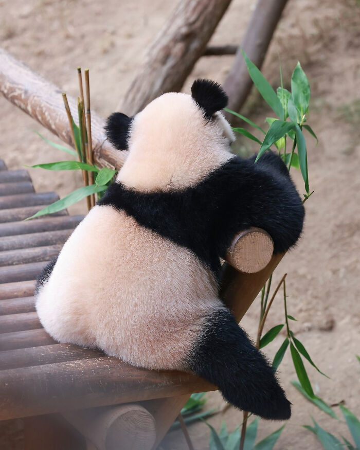 Adorable panda twins resting on wooden structure surrounded by green bamboo leaves, showcasing their cute black and white fur.