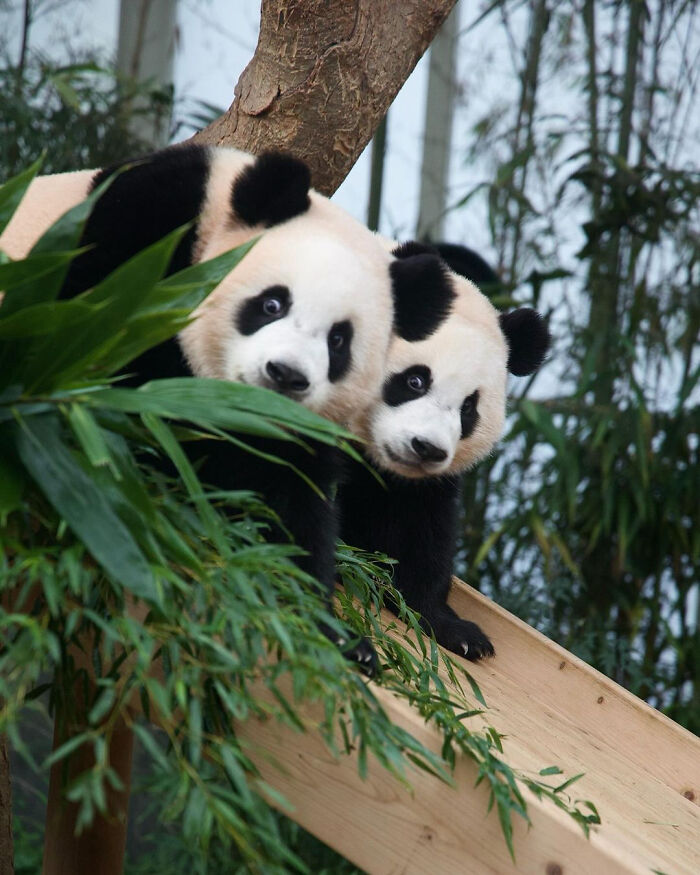 Two adorable panda twins leaning on a wooden ramp surrounded by green plants in a natural outdoor setting.