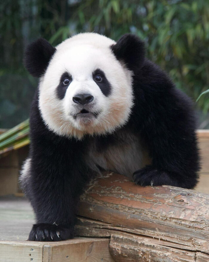 Adorable panda twins climbing on wooden logs in a natural enclosure, showcasing their playful and charming behavior.