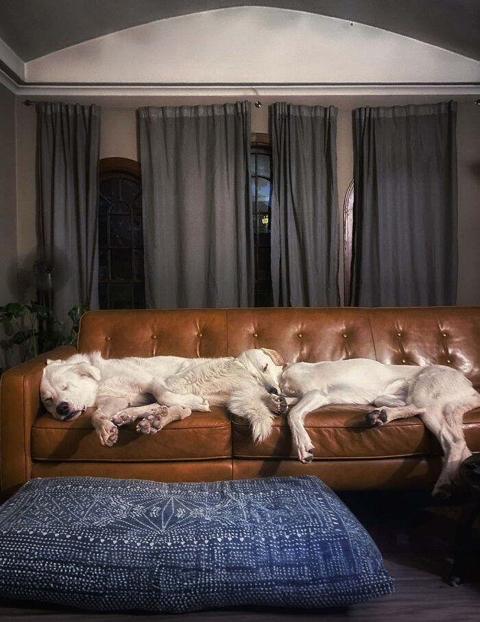 Meet Spinach - One-Eyed Dog Who Refused To Give Up And Finally Was Adopted By A Loving Family