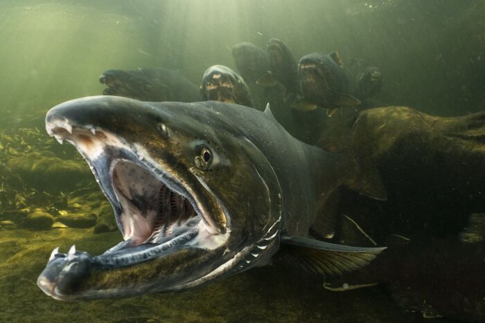 Underwater Life, Honorable Mention: Chinook Salmon By David Herasimtschuk