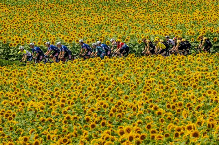 Sports In Action, Honorable Mention: Sunflowers By David Ramos