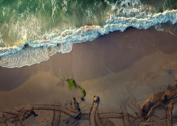 The Beauty Of Nature, Honorable Mention: Turtle By Mohammed Aljulandi